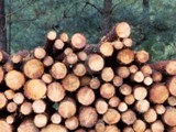 Timber logs